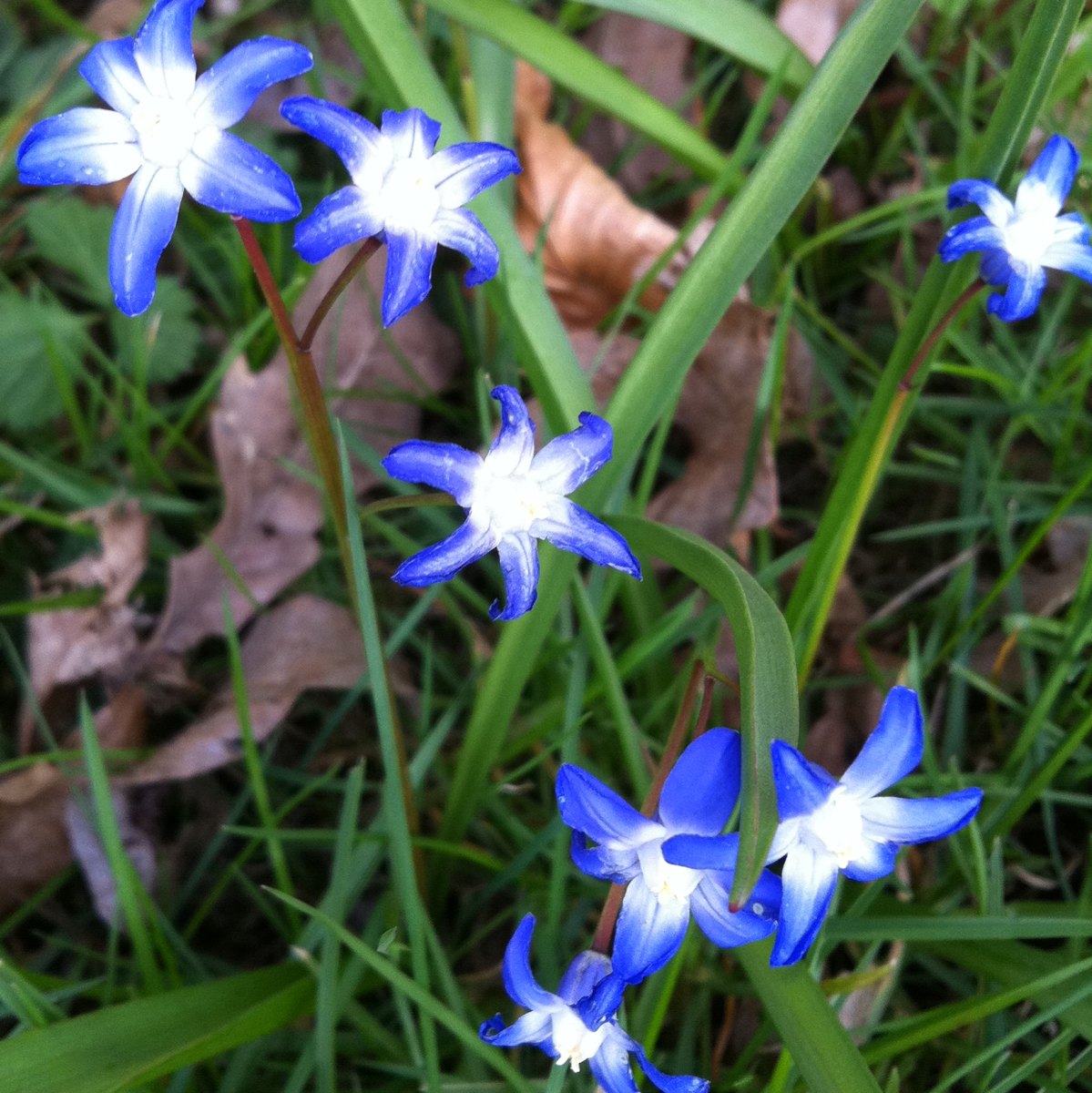 Pretty blue flower