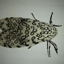 Great Leopard Moth