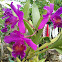 Catleya Orchid