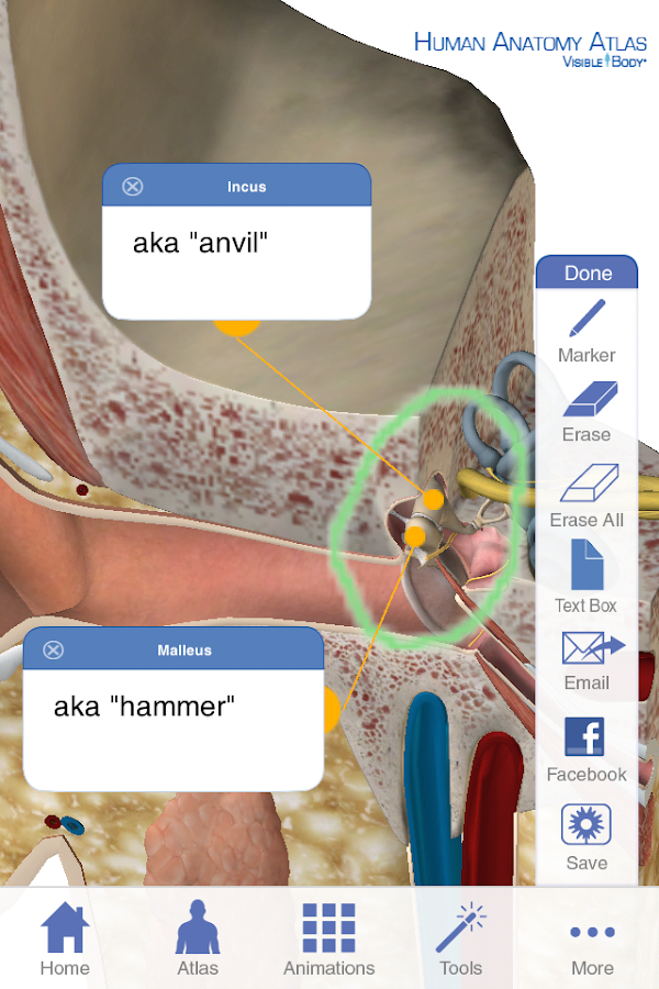 Human Anatomy Atlas (Org.) - Android Apps on Google Play