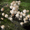 juvenile Mica Cap cluster