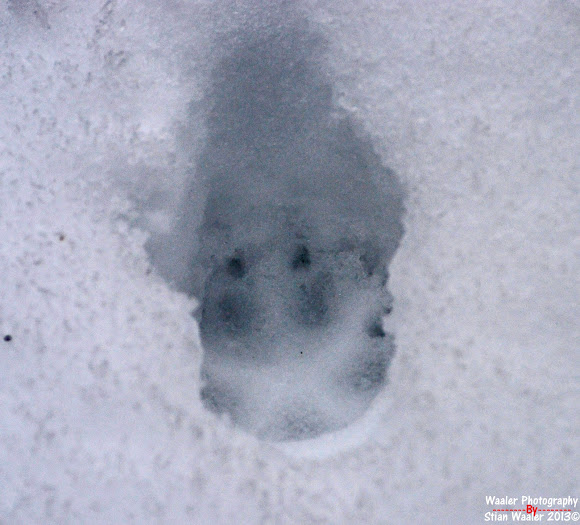 Gray Wolf Tracks | Project Noah