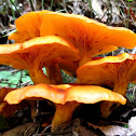 Jack-O-Lantern Mushroom