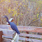 Little Blue Heron