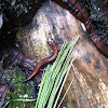 Redback salamander