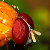 Orange Bush Fly