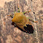 Shield or Seed bug