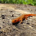 Orange Spotted newt