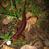 Sierra Newt