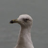 G.Black-Backed gull(Alcatraz comum)