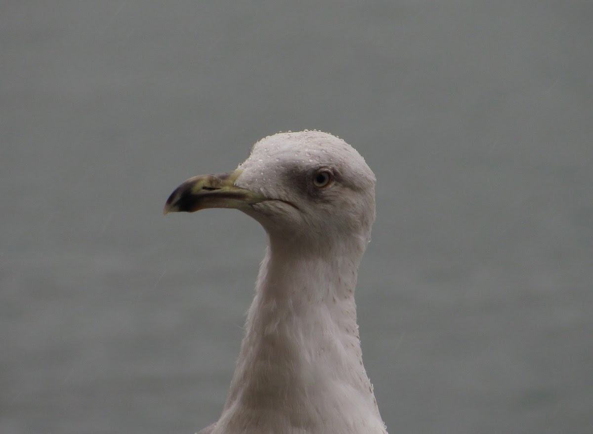 G.Black-Backed gull(Alcatraz comum)