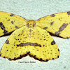 False Crocus or Crocus Geometer Moth