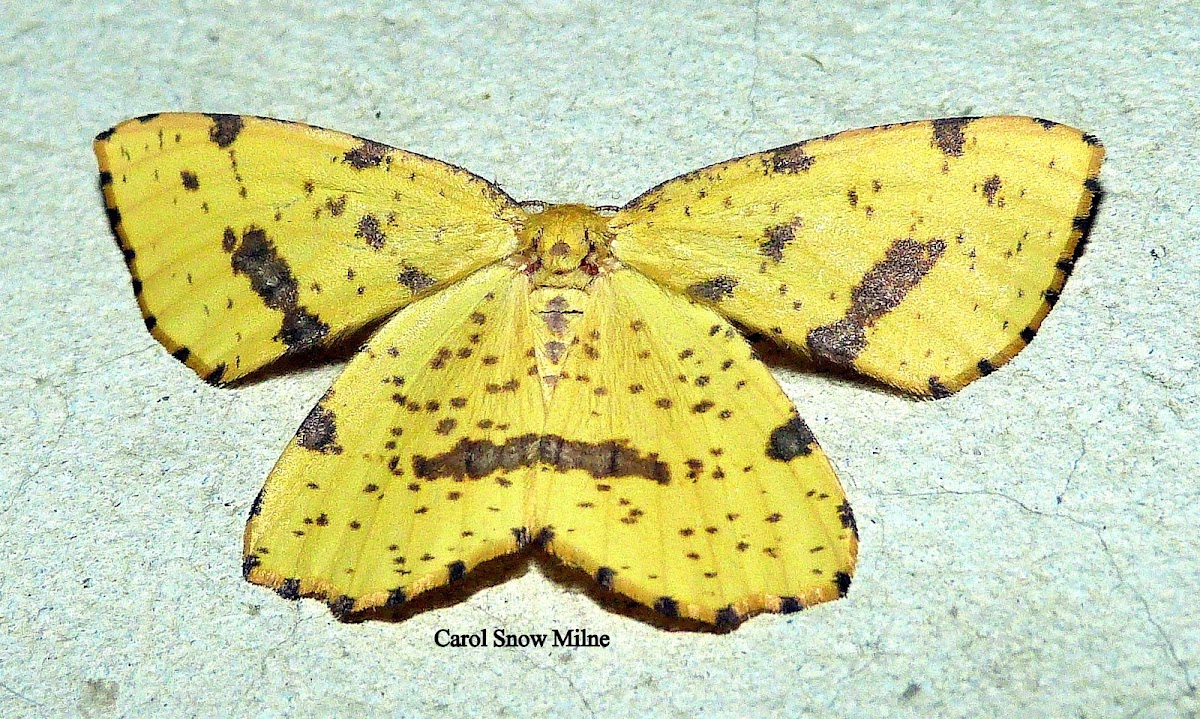 False Crocus or Crocus Geometer Moth