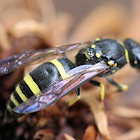 European Potter Wasp