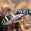 European Potter Wasp