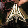 Banded Sphinx Moth