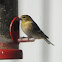 American Goldfinch