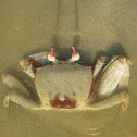 Ghost Crab