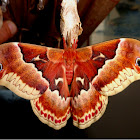 Promethea Moth