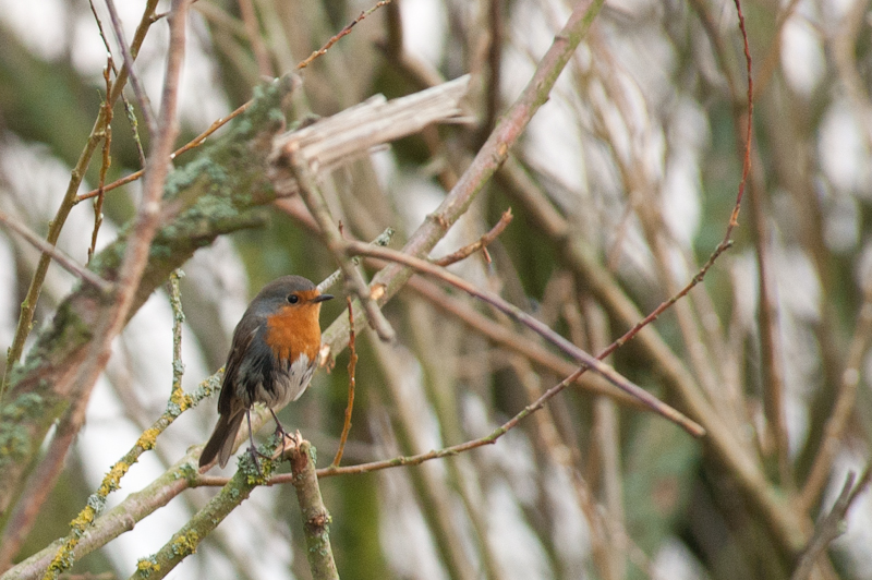 European Robin