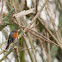 European Robin