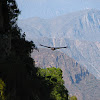 Andean condor