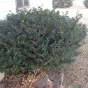 Boxwood-Koreanes