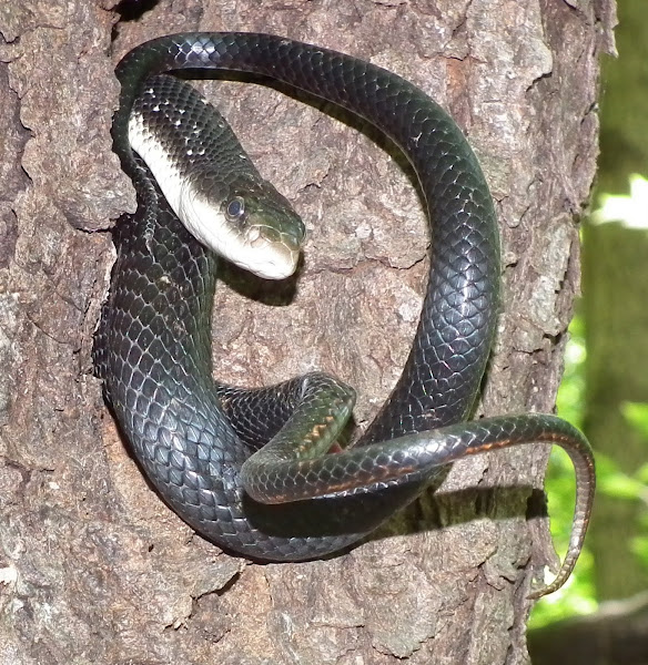 Black Rat Snakes (mating) | Project Noah