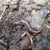 Southern zig-zag salamander