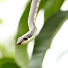 common bronzeback tree snake