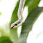 common bronzeback tree snake