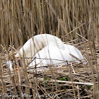 Mute Swan