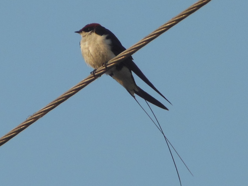 wire tailed swallow