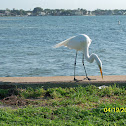 Great Egret