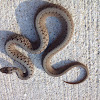 Midland Brown Snake
