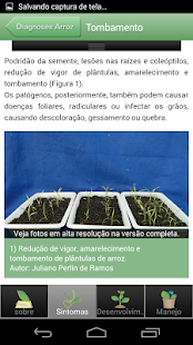 Diagnoses - Arroz Irr. - Free Screenshots 3