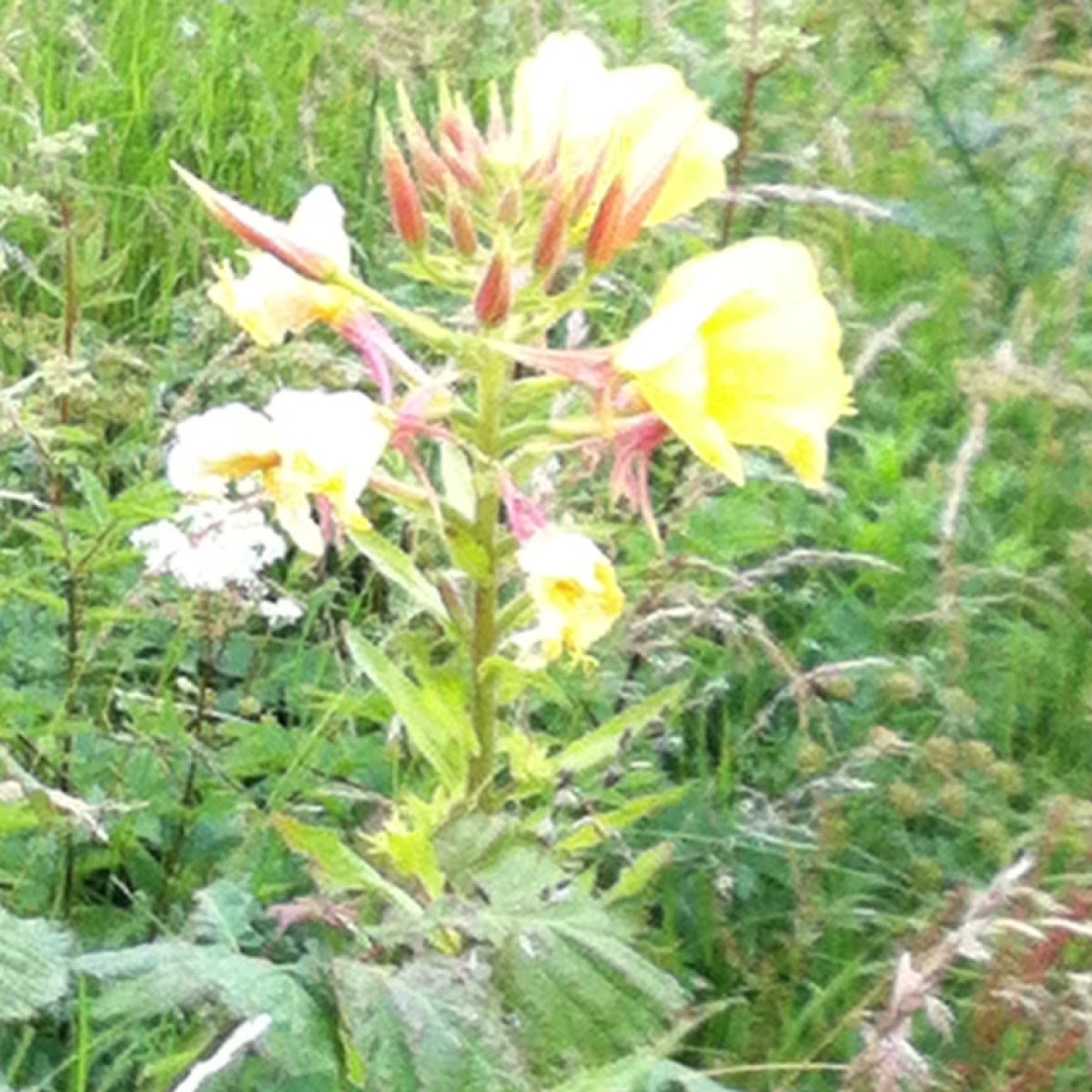 Large flowered Evening primrose