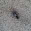 Carpenter ant (alate queen)