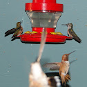 Rufous Hummingbird