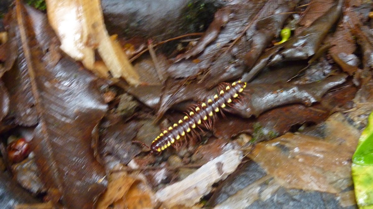 Collared Flat-backed Millipede