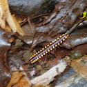 Collared Flat-backed Millipede