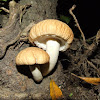 The poplar mushroom