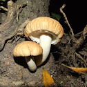 The poplar mushroom