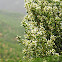 Coyote brush