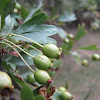 Espino majuelo - Common hawthorn