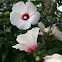 Hibiscus, Rose of Sharon