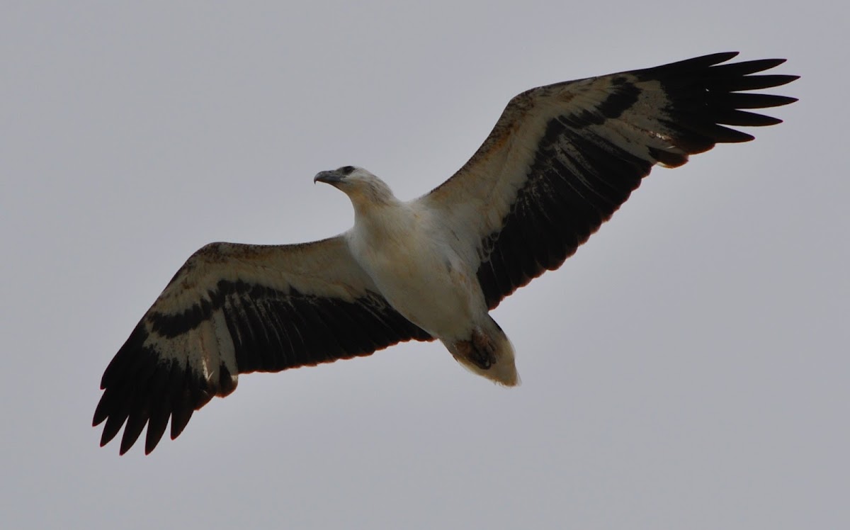 White-breasted Sea Eagle