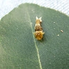 Common Mormon caterpillar