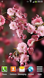 Sakura Live Wallpaper