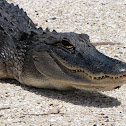 Alligator